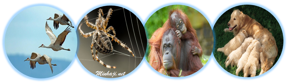 السلوك الفطري السلوك الفطري